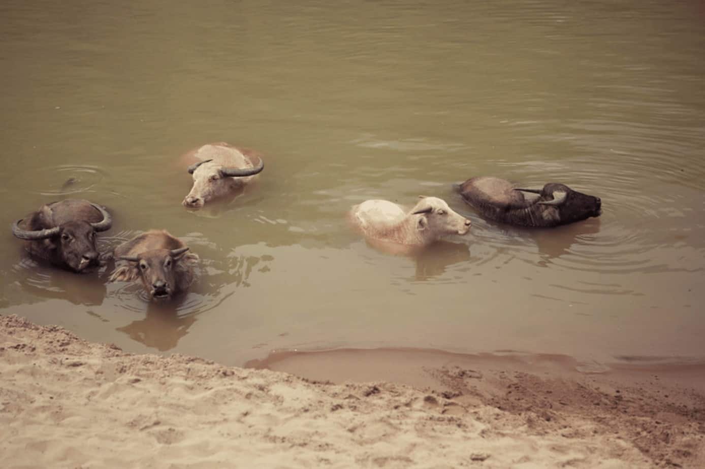 L'Expérience Ultime : Pourquoi Choisir un Circuit Vélo au Laos avec Guide ?